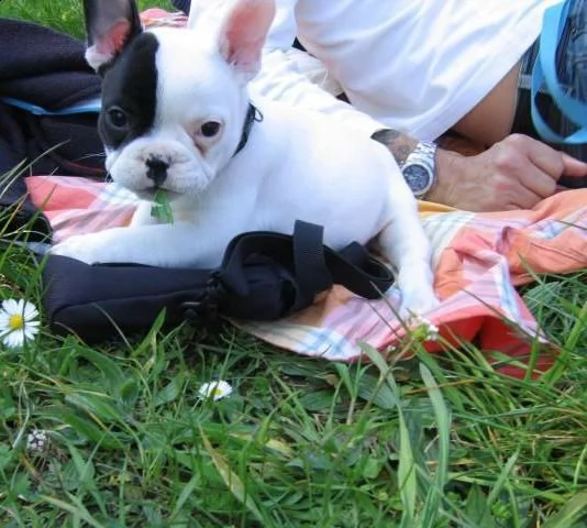  cuccioli di bulldog francese per l'adozione