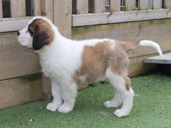 cuccioli san bernardo