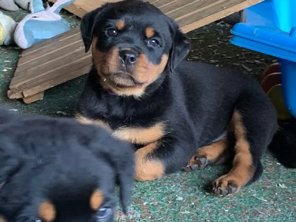 cuccioli rottweiler