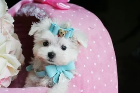 regalo cuccioli maltese bianco femminucce e maschietti disponibili | Foto 1