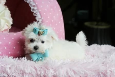 regalo cuccioli maltese bianco femminucce e maschietti disponibili | Foto 0