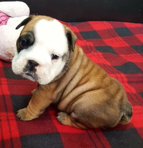 regalo bulldog inglese cuccioli disponibili