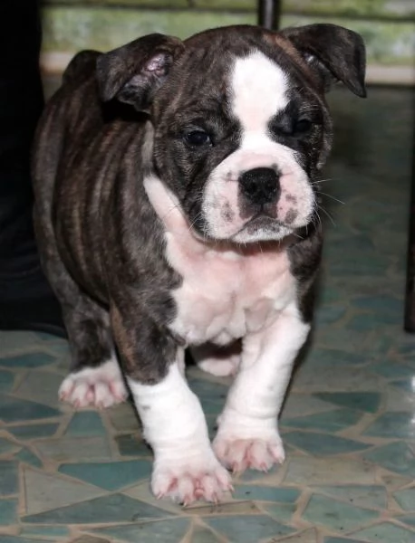  regalo bulldog frances meravigliosi