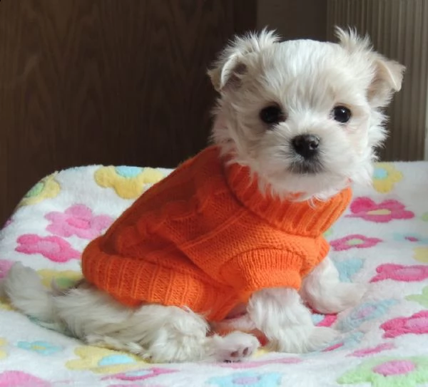  regalo adorabili cuccioli mini malteser  femminucce e maschietti