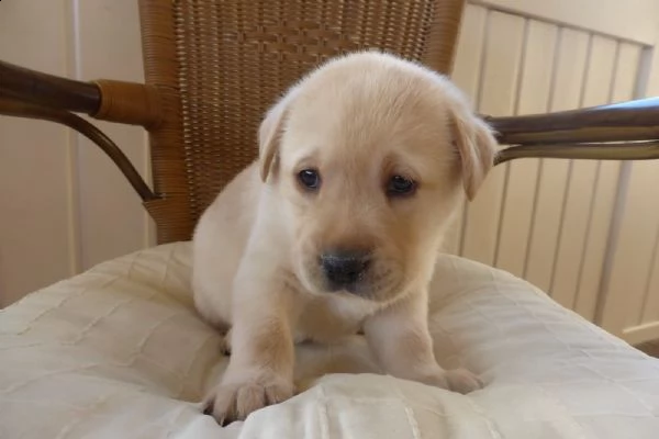  regalo bellissimi cuccioli di labrador