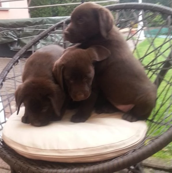  regalo bello labrador  cuccioli maschi e femmine