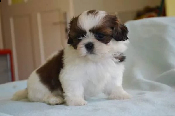 regalo bellissimi cuccioli allevati shih-tzu, colore bianco e nero