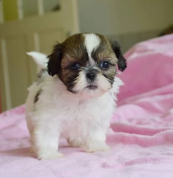 regalo cuccioli shih tzu