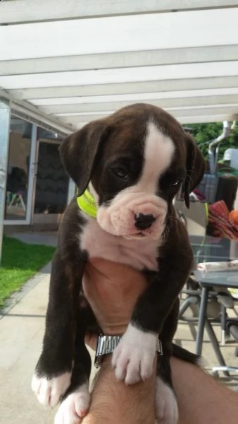  regalo cuccioli boxer