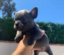 bellissimi bulldog francese | Foto 0