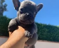 bellissimi bulldog francese