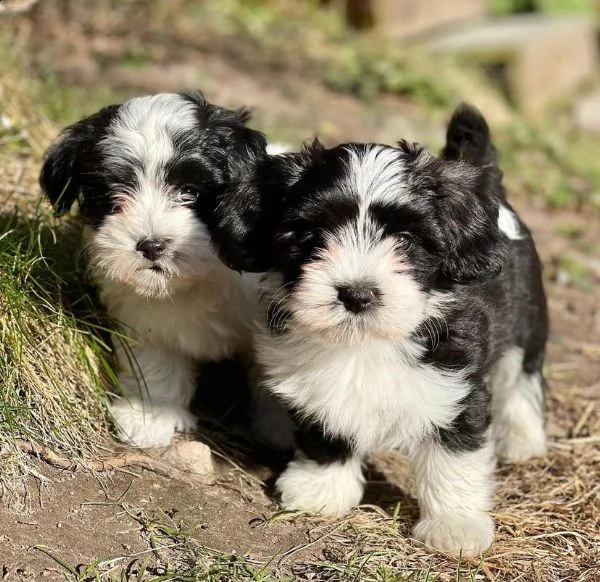simpatici cuccioli havanese pronti a trasferirsi nelle loro nuove case | Foto 0