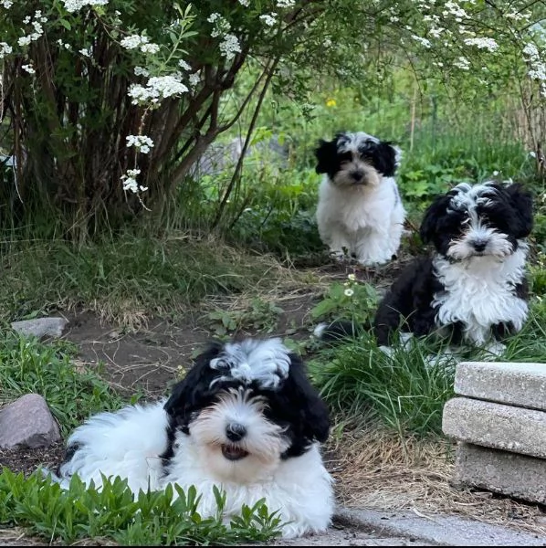 simpatici cuccioli havanese pronti a trasferirsi nelle loro nuove case