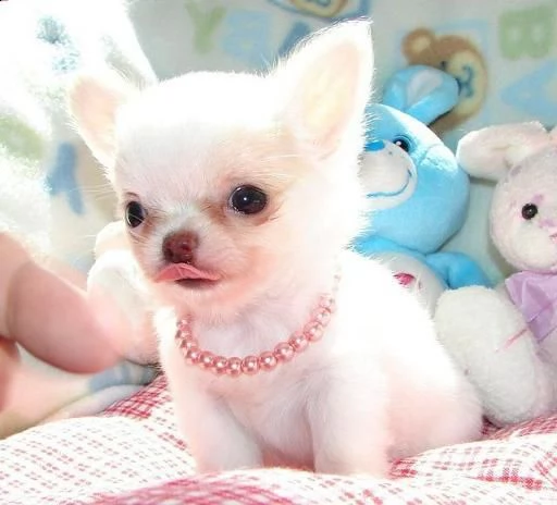 cuccioli di chihuahua per il reinserimento | Foto 0