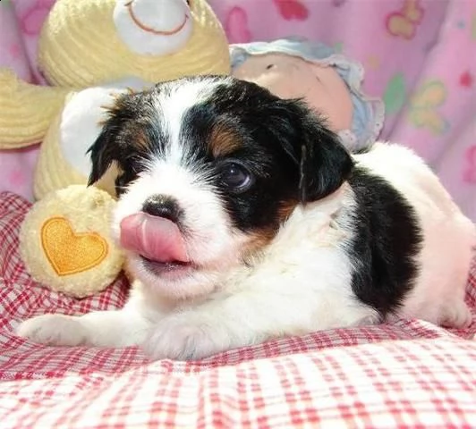 cuccioli di chihuahua per il reinserimento