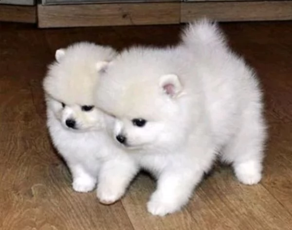 spitz pomerania