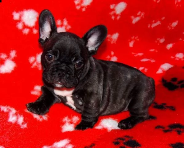 cucciolo di bull dog francese amorevolissimi intrigantissimi