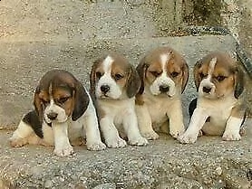 bellissimo cucciolo di baeglel inteligentissimo generosissimo e originalissimo 
