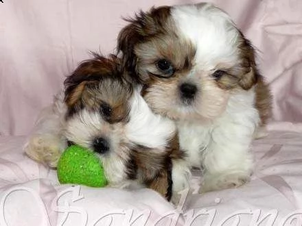 disponibile cucciolo di shitzu mini toy