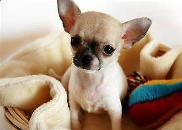 disponibile cucciolo di chiwawa mini toy tranquillissimo