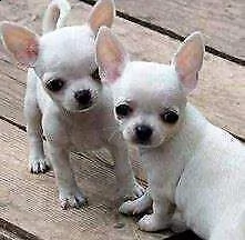 disponibili cucciolo di chiwawa mini toy perfettissimo inteligentissimo
