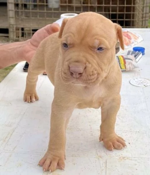 ultimi cuccioli disponibili di pitbull. 