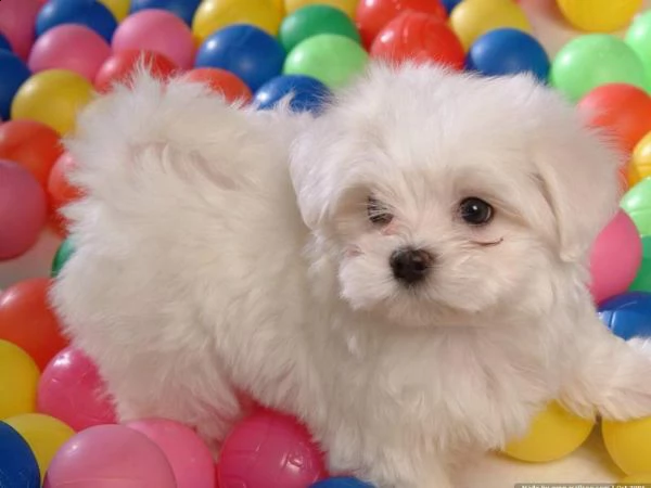 cucciolo di maltese mini mini toy tranquillissimi buonissimi e perfettissimi d