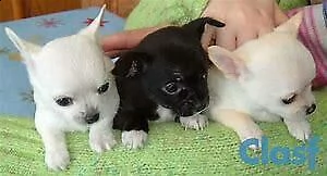 cucciolo di pincher chiwawa mini toy 