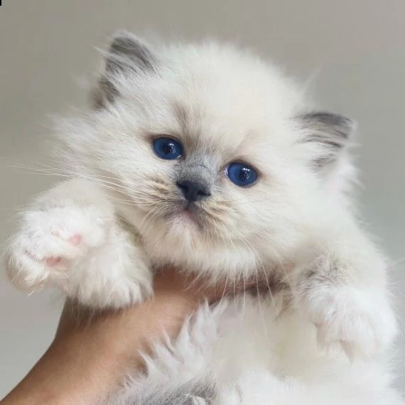cuccioli di ragdoll di 12 settimane disponibili  | Foto 1