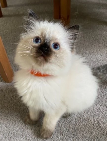 cuccioli di ragdoll di 12 settimane disponibili 