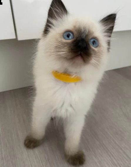 cuccioli di ragdoll di 12 settimane disponibili  | Foto 0