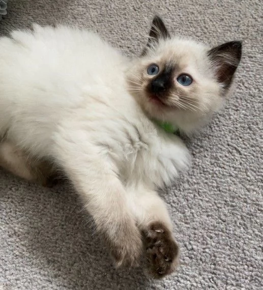 sacro di birmania gattini | Foto 0