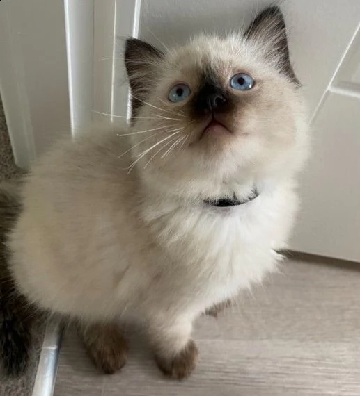 sacro di birmania gattini