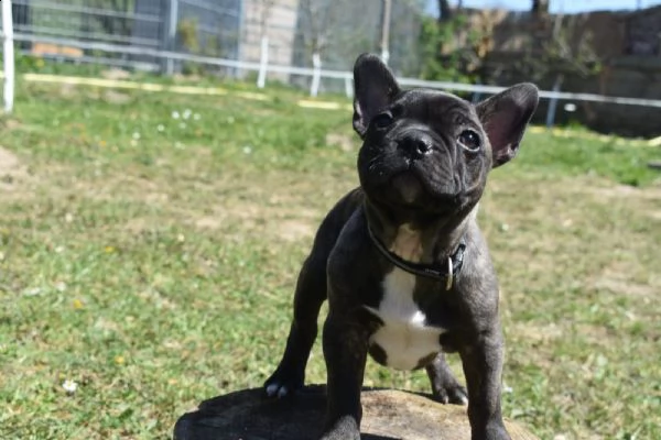 cuccioli bulldog francese - pedigree enci | Foto 2