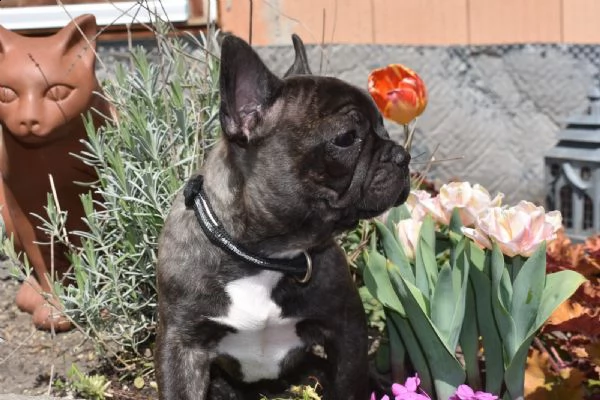 cuccioli bulldog francese - pedigree enci | Foto 1