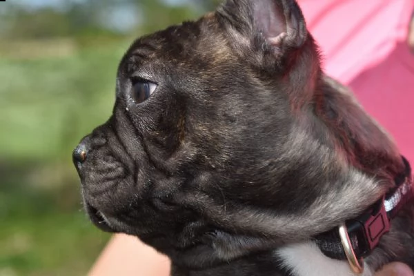 cuccioli bulldog francese - pedigree enci | Foto 0