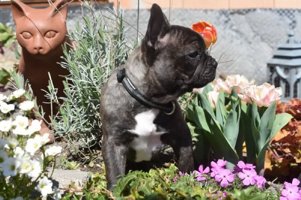 cuccioli bulldog francese - pedigree enci