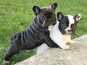 bellissimo cucciolo di bull dog francese perfettissimi