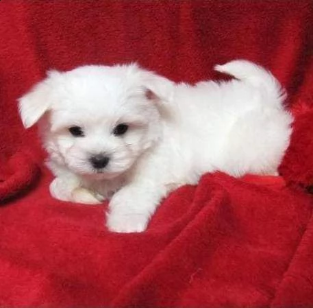 bellissimo cucciolo di maltese mini toy 
