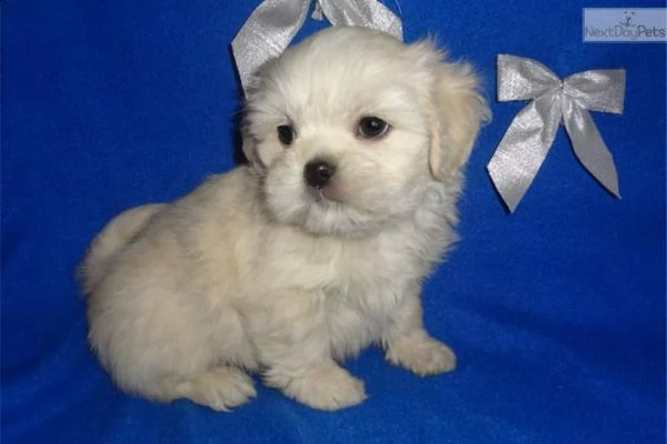 cucciolo di maltese mini mini toy