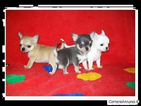 cucciolo di pincher chiwawa mini toy 