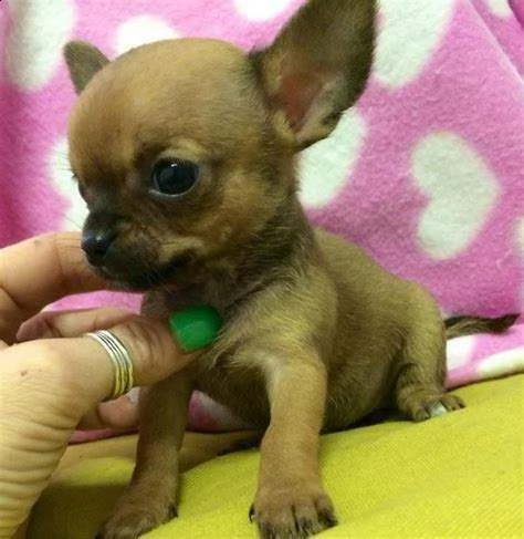 cediamo cucciolo di chiwawa mini toy 