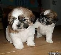 bellissimo cucciolo di shitzu e barboncino mini toy 