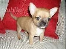 bellissimo cucciolo di pincer chiwawa mini toy//