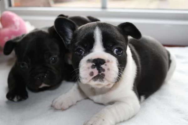  regalo bulldog frances meravigliosi