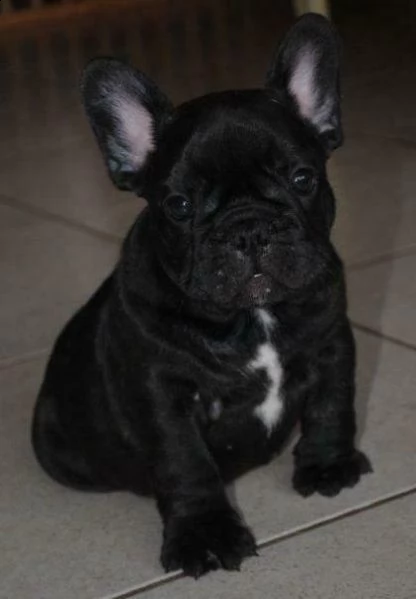 cucciolo di bull dog francese eccellentissimo