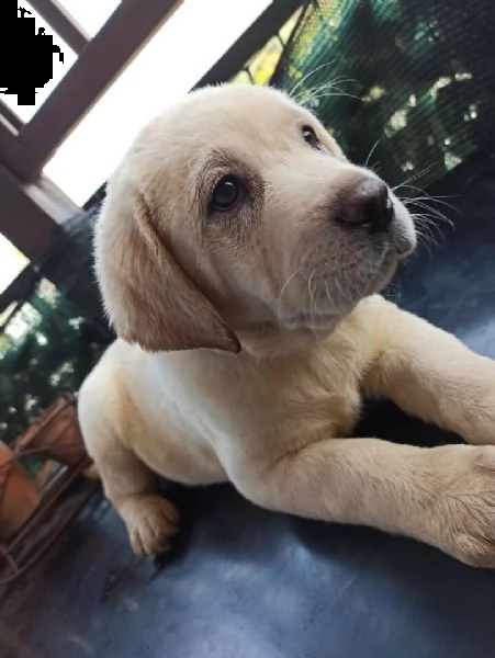 labrador miele/