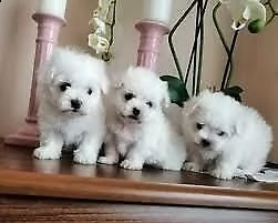 abbiamo disponibili festosi cucciolini di maltese toy