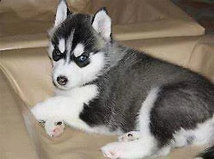 bellissimo cucciolo di siberian husky