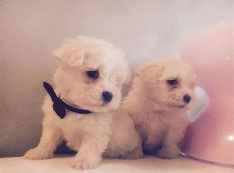 cucciolo di maltese mini